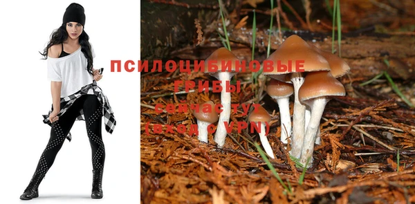 индика Баксан